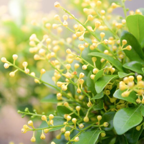 Solid parfume - Aglaia No. 01, Single Flowers Perfume