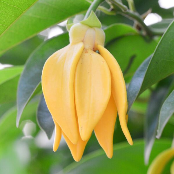 Solid parfume - Ylang ylang No. 41, Single Flowers Perfume