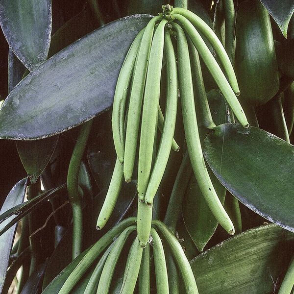 Solid parfume - Vanilla No. 39, Single Flowers Perfume