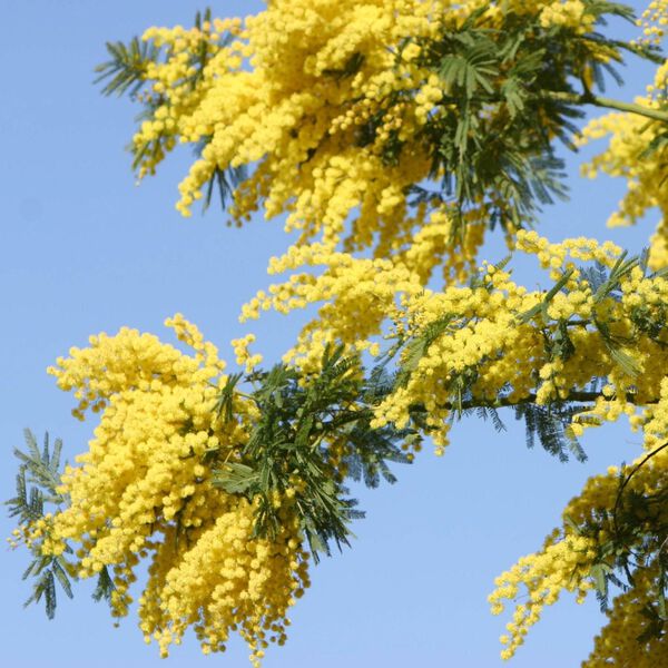 Solid parfume - Mimosa No. 25, Single Flowers Perfume