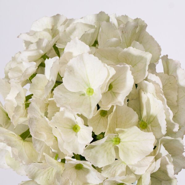HDHydrangea Kunstig blomst, House Doctor