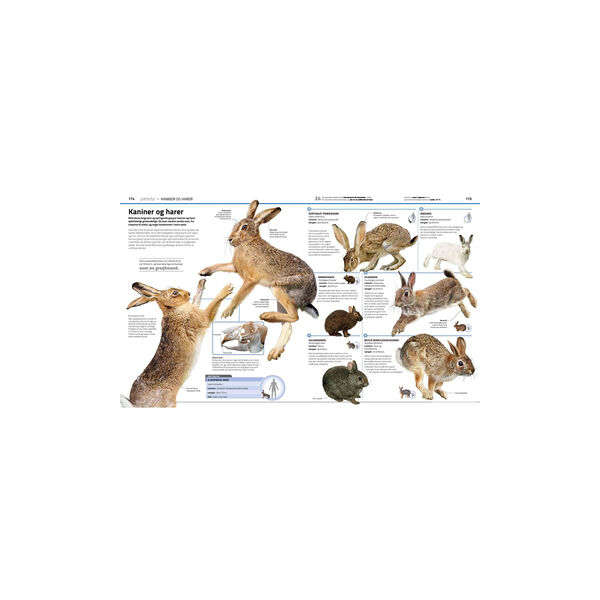 Familiens store bog om dyreriget, Forlaget Globe